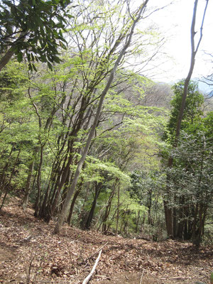 歩いてるうちに大気も温まって来て、新緑が増してきているようだ