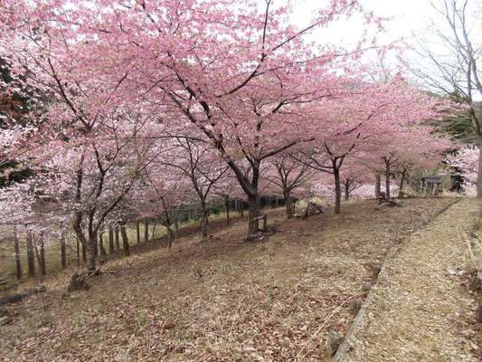 河津桜より色が少し淡い桜は「春めき桜」　ソメイヨシノより早咲きの桜を〜と2000年に品種登録された神奈川県南足柄生まれの桜とのこと