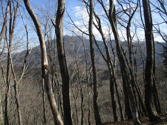 枝越しに丹沢の山稜が見えて気分のいい稜線歩き