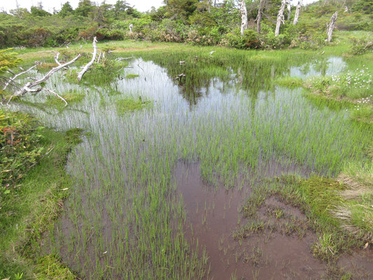 そこを過ぎると美しい池塘の世界