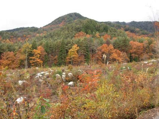 美術館周辺の秋3　上の方まで行くと山麓の前衛の山並み　伐採地にはハゼなどのパイオニア植物が紅葉していてきれい