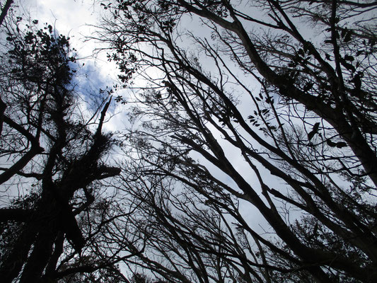 空もスカスカの幹越しに見える　鬱蒼としている〜という常緑樹の森とは程遠い様子