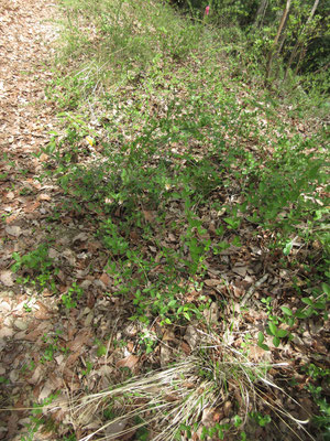 登山道脇にはずっとコウヤボウキが続く　この辺ではこうして林床に植物が生育している　シカの被害が然程でないことが分かる