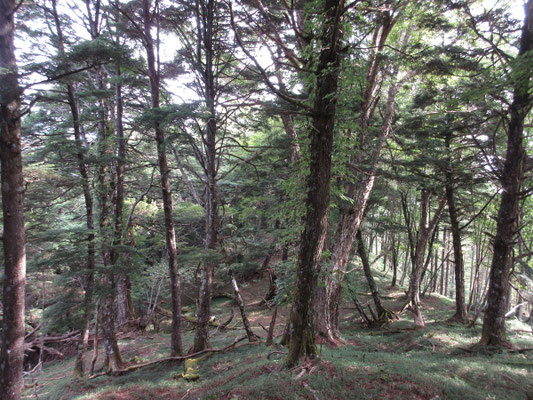 針葉樹の心地よい森