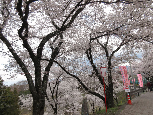 工事の地点からまもなく行くと、突然　桜まつりの会場に出くわす　大賑わい！