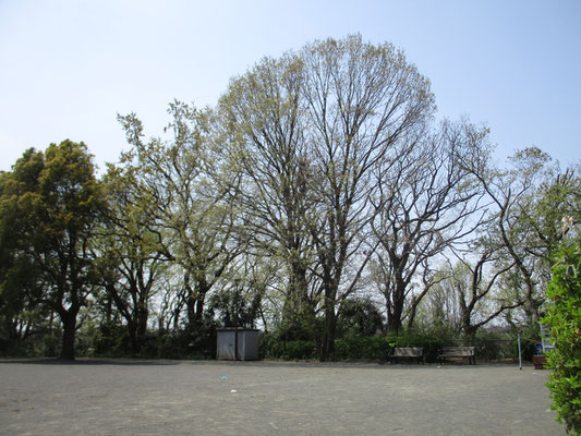 スケッチをした公園の大きなコナラ　4月3日