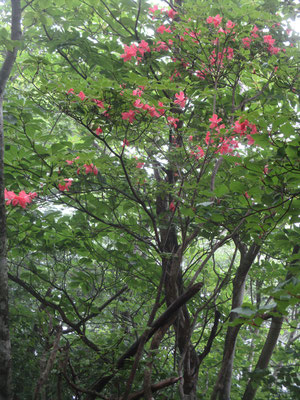 登山道に赤い落花　見上げるとヤマツツジがまだ咲いていた