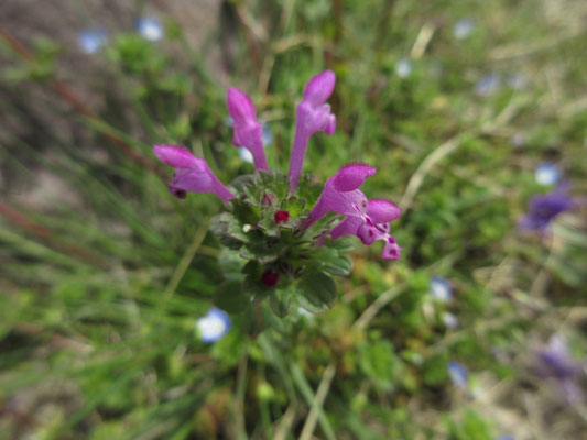 ホトケノザ　小さな花びらにも模様があるが、虫をおびき寄せるためだろうか？