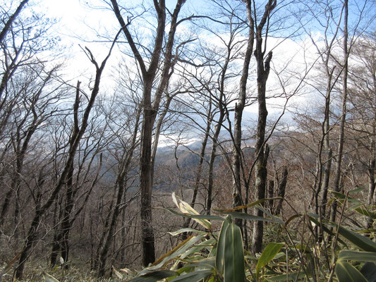 登ってくると、樹林越しに山中湖方面が見下ろせる　白っぽいのは湖畔の公園広場のようだ