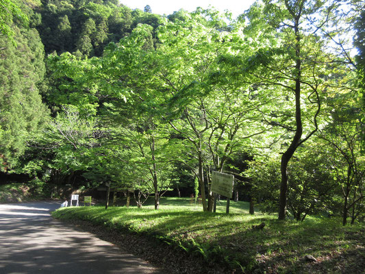 南山林道途中の気分のいい場所　ここからスタートする