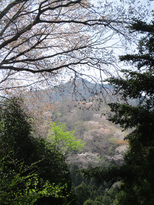 美しい春の景色をありがとう、と華厳山にお別れする