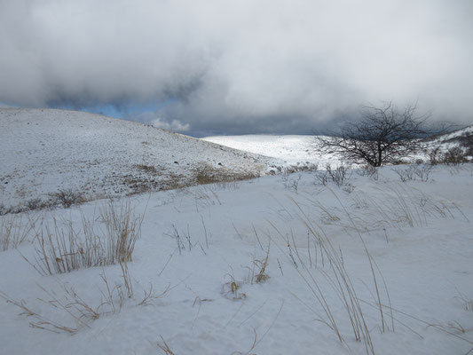 すっかり見通せるようになった雪原　霧ヶ峰らしい景色