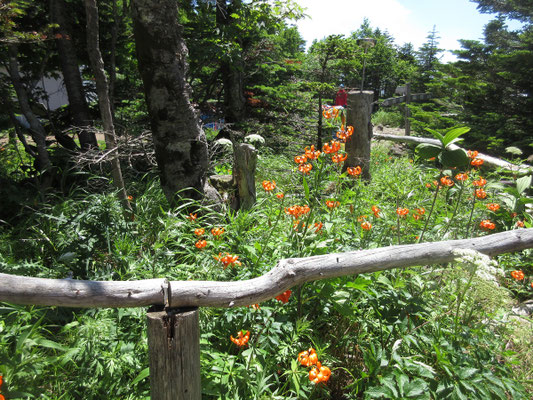 小屋前にはクルマユリが満開
