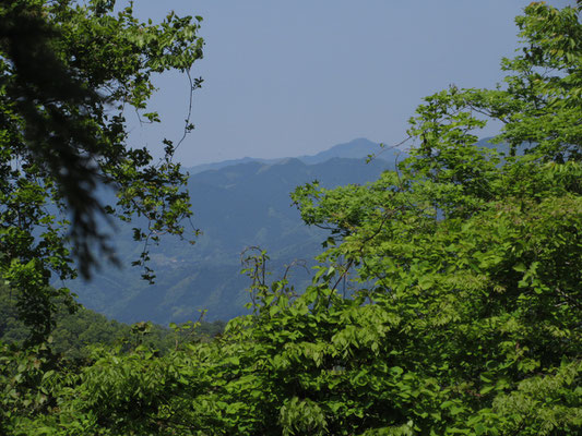 大室山方面　ここで初めて一人の登山者とすれ違う　四方津から来たそうだが、金山峠から向こうは重機道が交錯して伐採地が拡がっていたとのこと