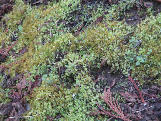 こんな美しい苔もあったり…