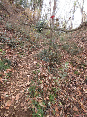 ちゃんと整備されている登山道