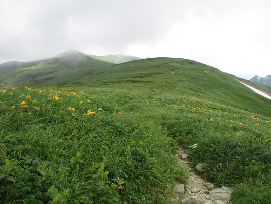 御西岳につづく方は湿性の草原が広がる