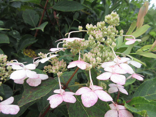 こちらは湿原の樹林を遠目からも白く染めるほどの花盛りだったノリウツギの花　ピンクがかったもの