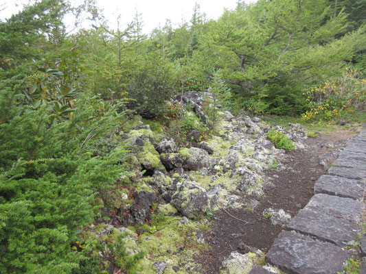 白っぽいのは苔や地衣類に覆われた溶岩