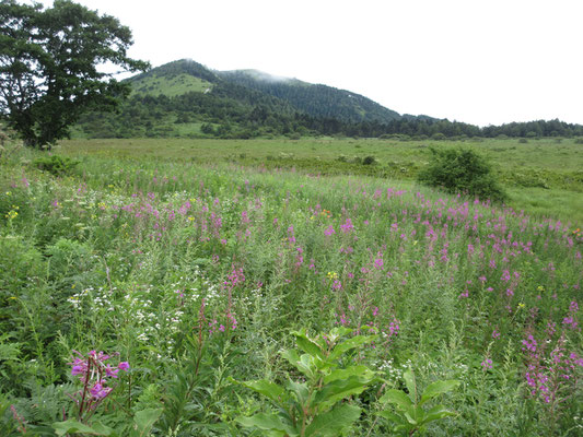 何度も訪ねている八島湿原だが、ヤナギランの花盛りに巡り合ったのは初めて