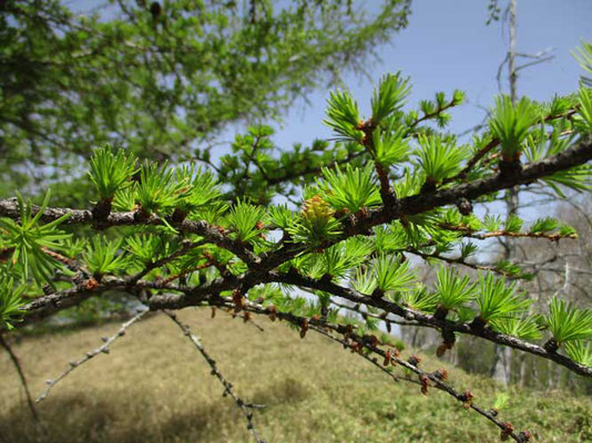 カラマツの新緑と赤くちょっぴり色が入って見える雌花