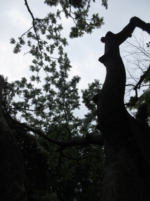 この葉の模様のシルエットはカラスザンショウの木　とても大きな木だったので幹には棘もない