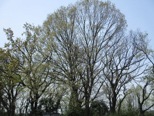 朝、ラジオ体操をやっている人もいる大きな公園　そこには見上げるほどのミズナラの木がある