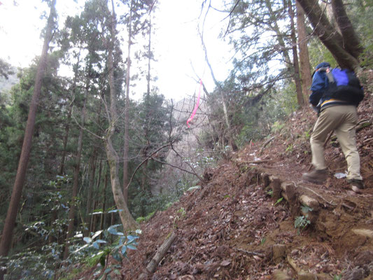 登山道（作業経路）も間伐材で補強され歩きやすくなっている