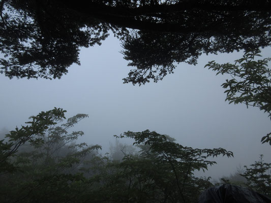こんな梢の狭間から、御坂山塊がきれいに見えるとのこと　晴れていれば…
