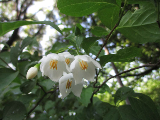 垂れ下がって咲くエゴノキの花