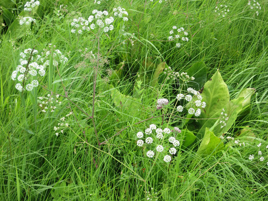 進むにつれ、花の種類も増えてくる