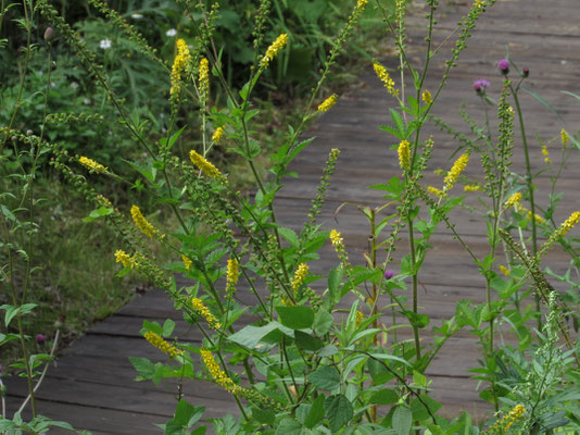 キンミズヒキ　この花も優雅な名前とともに秋そのもの