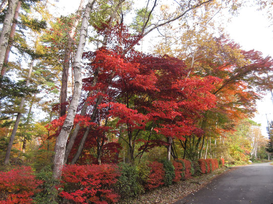 甲斐大泉の紅黄葉3