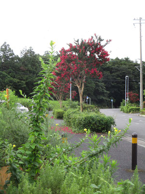 7月下旬には花盛りだった百日紅も、今はもう種になっている