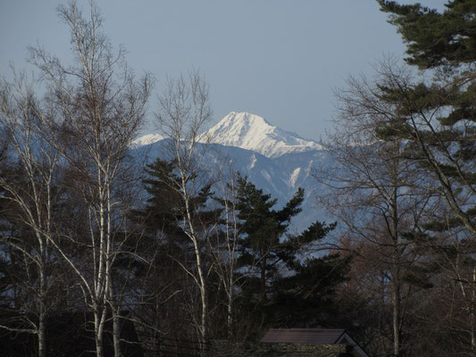 恒例のロッジ山旅泊での朝の散歩　北岳の頭が真っ白に見える