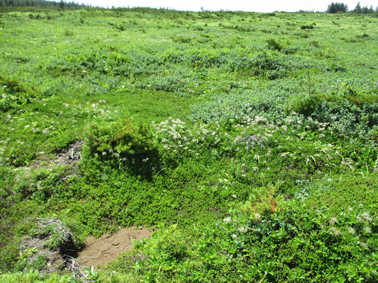 浄土平に下りる手前にチングルマの群落　今は種になっていますが、花期には一面白い花でいっぱいだったことでしょう