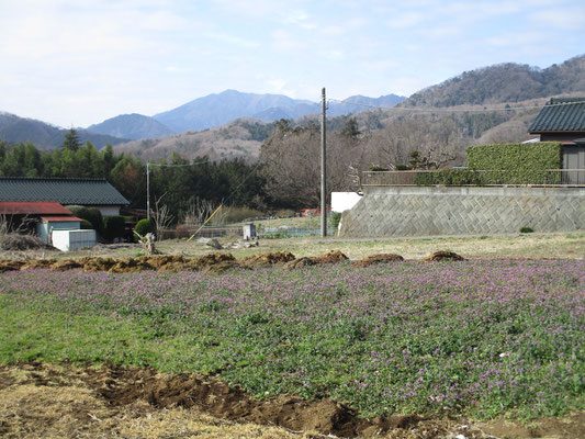 バス停から深堀という字の地区を行く　西山周辺の登山口に向かうまでの山麓一帯には、懐かしい風情の景色や生活の営みが残っているが、この日には一面のホトケノザの花畑が足を止めさせた