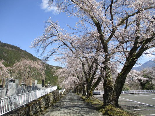 そして霊園に出ると、次々と見事なしだれ桜が今が盛りと咲き誇っている