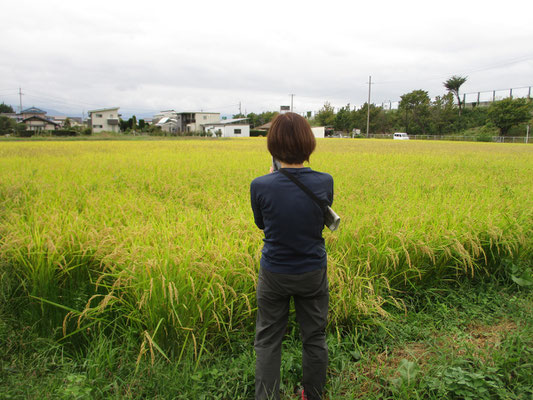 その田圃を撮影している友人