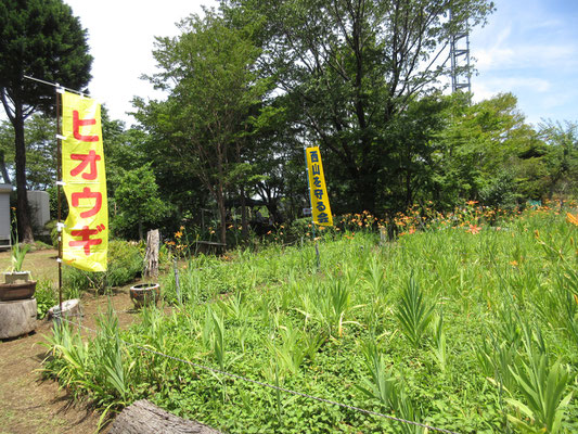 今年も満開のヒオウギがお迎えします