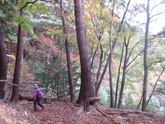 下山もフカフカの山道
