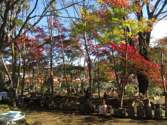 館山の紅葉も見頃