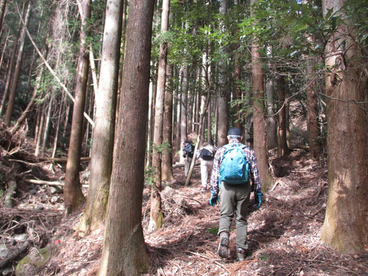 ミツマタ桃源郷に向かい、山麓を巻く道を行く