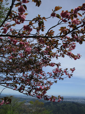 高取山の八重桜