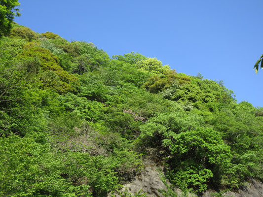 見上げれば、これ以上ないいい天気　真っ青な空とまばゆい新緑