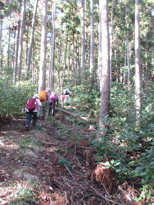 大沢登山口から経ヶ岳の尾根に取り付く　いきなりの急登　つま先上がりの登りがしばらく続く