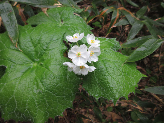 サンカヨウの花　霧にもっと濡れそぼると、透明なガラス細工になるのだが…