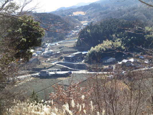 下山口も近くなると麓の清川茶のきれいな茶畑が見える