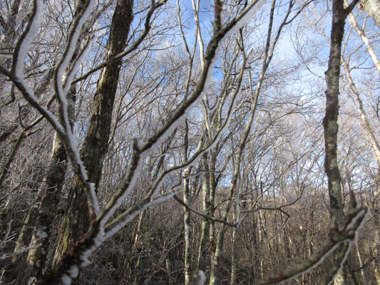 山頂直下近くになると、まだ霧氷自体が残っていた