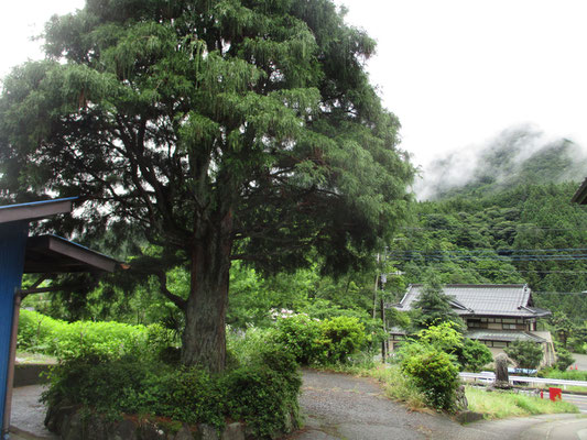 大栗の登山口にあるお宅にはこんな大きな杉の木が立っている